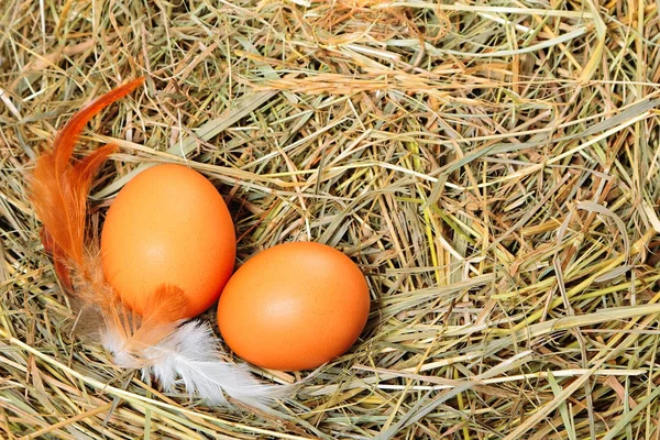 Huevos sobre el heno — Stockfoto