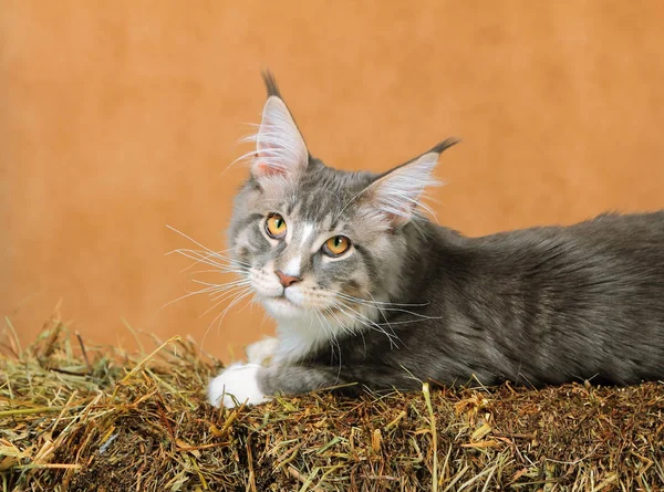 Kitten of Maine coon — Stock Photo, Image