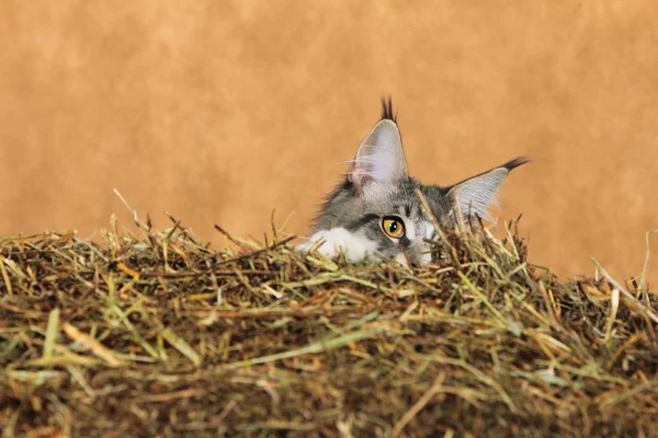 Kitten van Maine coon — Stockfoto