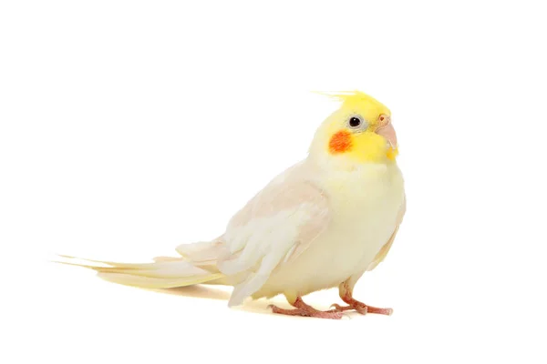 The parrot Cockatiel — Stock Photo, Image