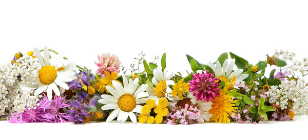 Лекарственные растения на белом
