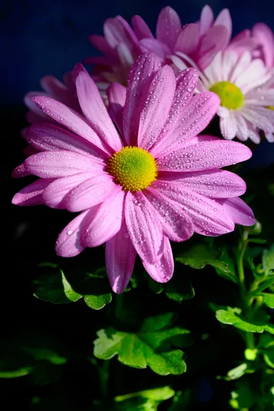 Pyrethrum flowers with dew drops — Stock Photo, Image