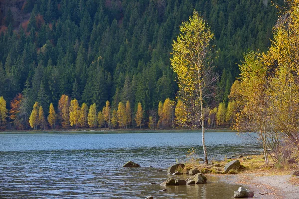 Herfst met de gele bladeren, weerspiegeld in Lake — Stockfoto