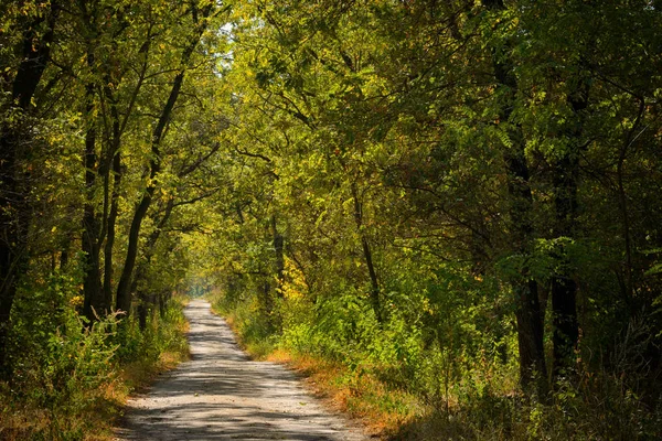 Floresta ensolarada com estrada — Fotografia de Stock