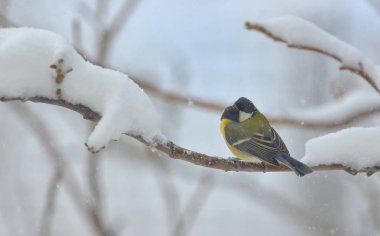 ağaç brunch üzerinde büyük baştankara