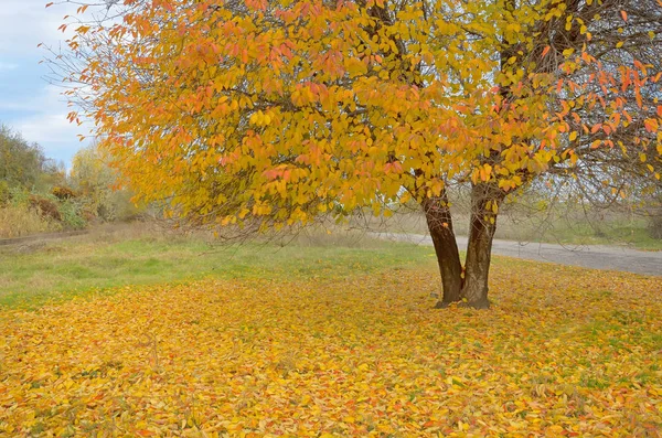 Eenzame mooie herfst boom — Stockfoto