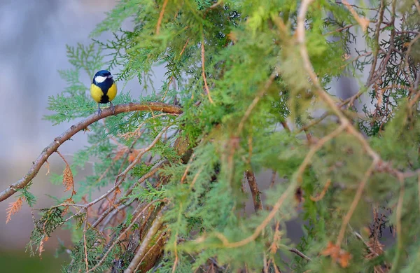 Great tit, Parus major — Stock Photo, Image