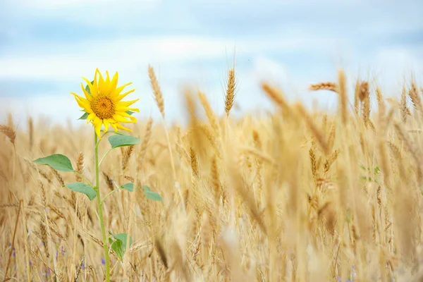 Tournesol isolé dans le champ de blé — Photo