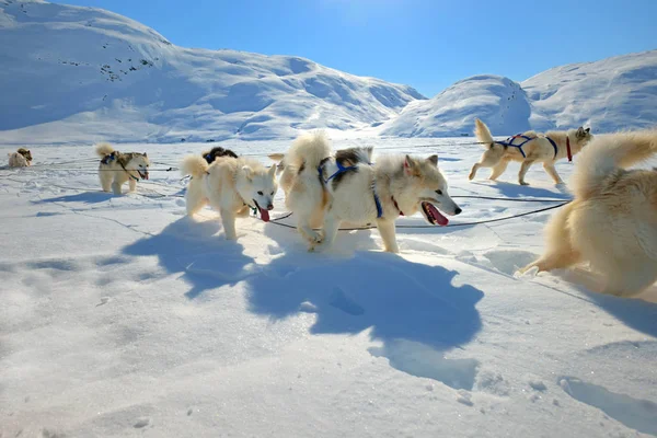 Sled dogs on the pack ice — Stock Photo, Image