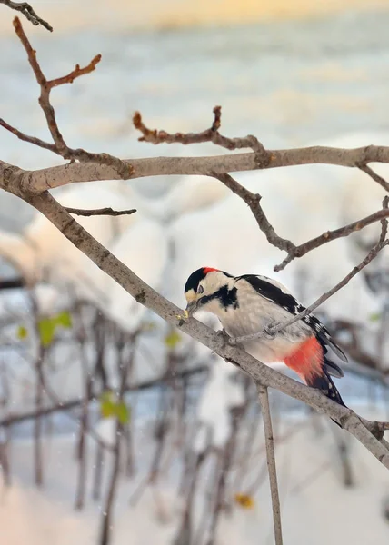 Male great spotted woodpecker — Stock Photo, Image