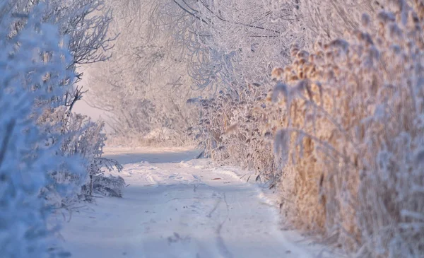 冬天的农村道路覆盖着雪 — 图库照片