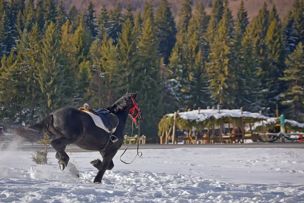 Лошадь скачет по снегу — стоковое фото