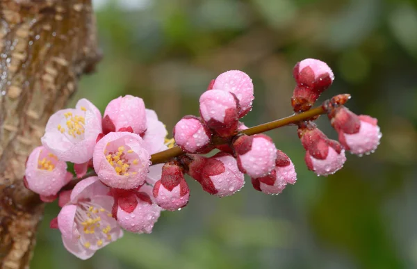 Fresh, pink, soft spring cherry tree blossoms — Stock Photo, Image