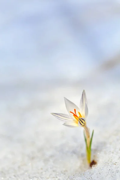 Flores de primavera de azafrán — Foto de Stock