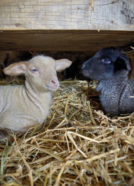 Black and white lambs in a stable