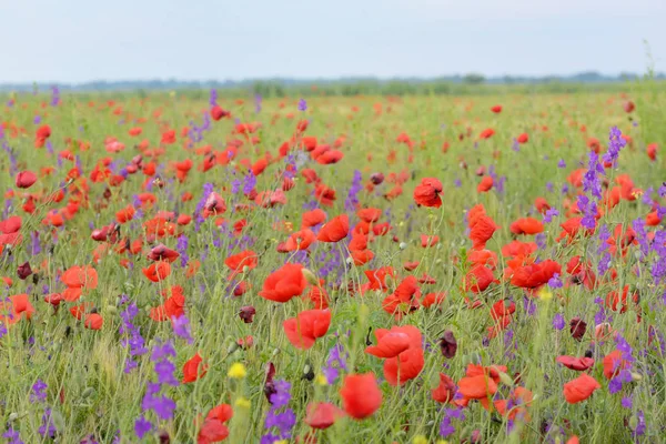 Flores coloridas no campo no verão — Fotografia de Stock