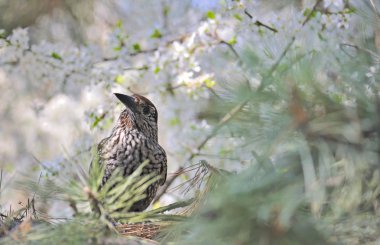Fieldfare (Turdus pilaris) ağaç bahar üzerinde 