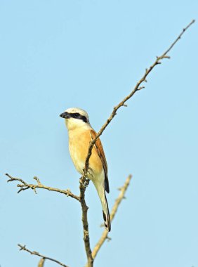 ortak stonechat kuş 