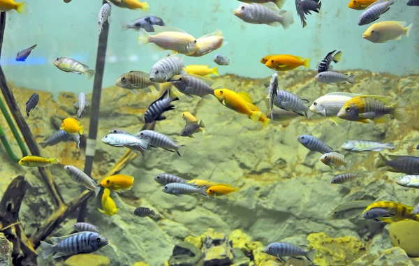 Background of African fishes — Stock Photo, Image