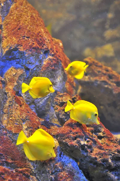 Pesci tropicali gialli — Foto Stock