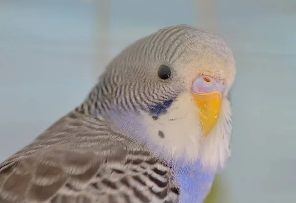 Indigo Budgerigar parrot — Stock Photo, Image