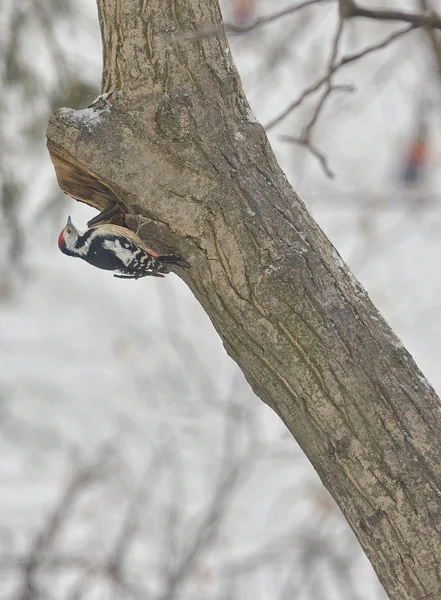 Férfi nagy fakopáncs (Dendrocopos major) — Stock Fotó