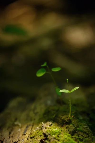 Stengel van de plant groeien — Stockfoto