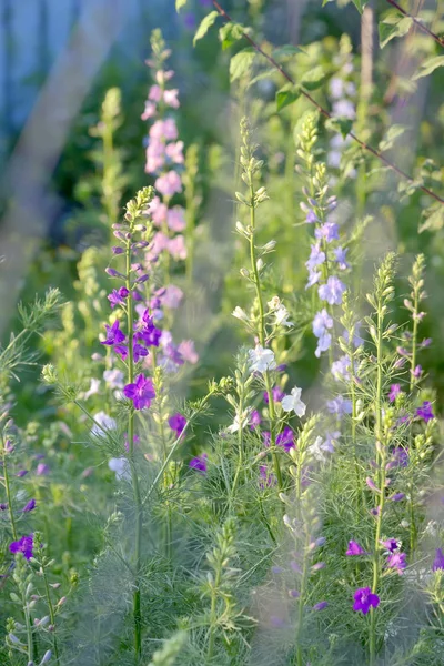 Phlox paniculata çiçekler — Stok fotoğraf