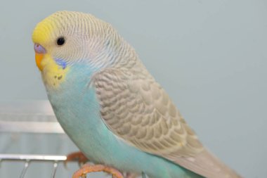 Muhabbet kuşu papağan kafesi içinde