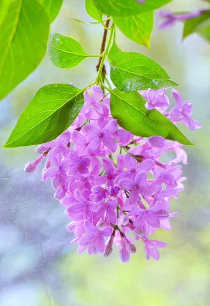 Spring lilac violet flowers — Stock Photo, Image