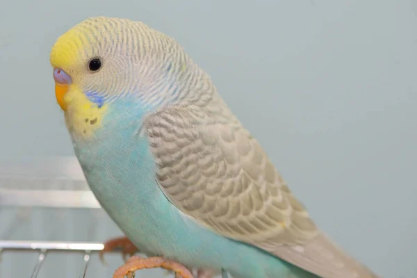 Papagaio Budgerigar em sua gaiola — Fotografia de Stock