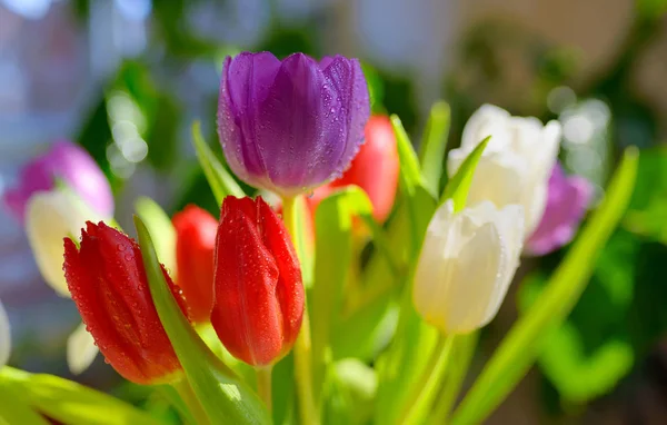 Tulips with dew drops — Stock Photo, Image