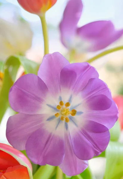 Open tulip  in spring time — Stock Photo, Image