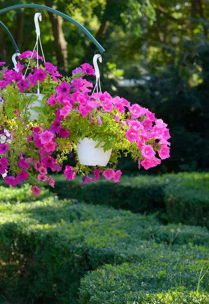 Petúnia flores em vasos pendurados — Fotografia de Stock