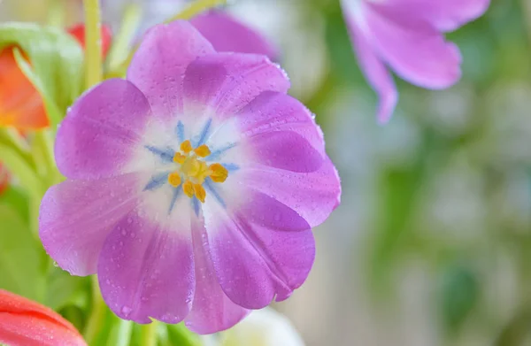 Tulipa aberta com gotas de orvalho — Fotografia de Stock