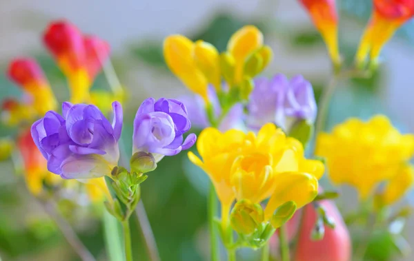 Bouquet of freesias flowers — Stock Photo, Image