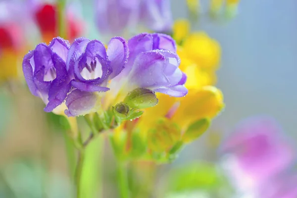 Strauß Freesien Blumen — Stockfoto