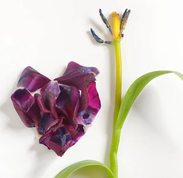 Hart van violet tulpen bloemblaadjes — Stockfoto