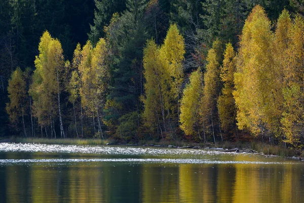 Herfst met de gele bladeren — Stockfoto