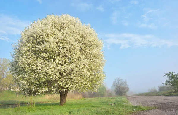 1 本咲いている桜の木 — ストック写真