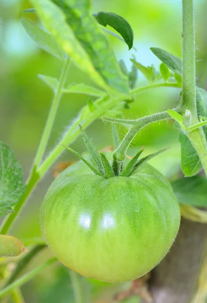 Unripe tomato in garden — Stock Photo, Image