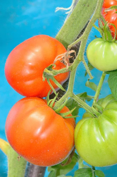 Rijp rood en onrijpe tomaten — Stockfoto