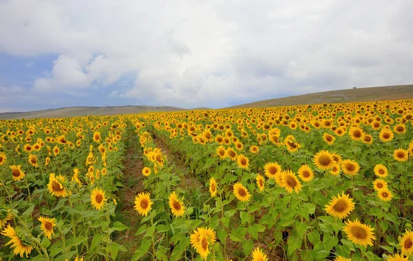 Slunečnice v pšeničné pole — Stock fotografie
