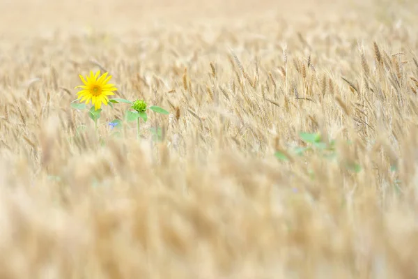 Izolované slunečnice v pšeničné pole — Stock fotografie