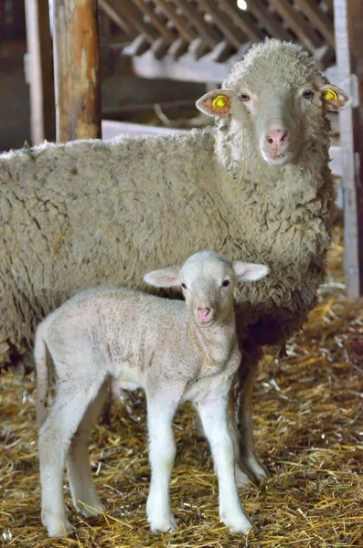 Jeune agneau et mouton — Photo
