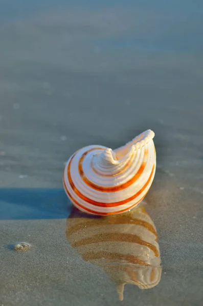 Морська мушля на піщаному пляжі — стокове фото