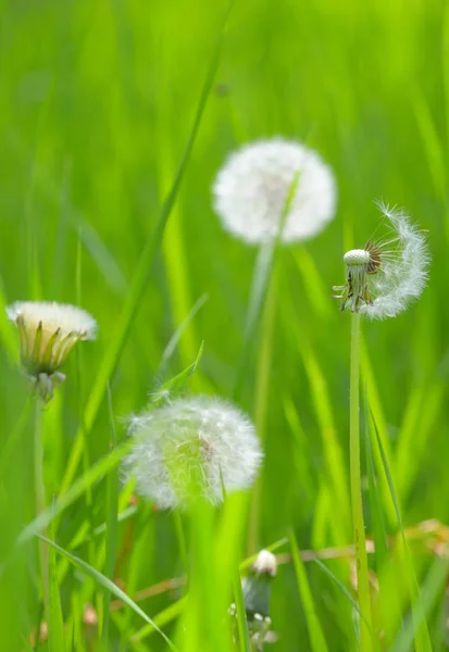 Closeup of dandelion — Stock Photo, Image