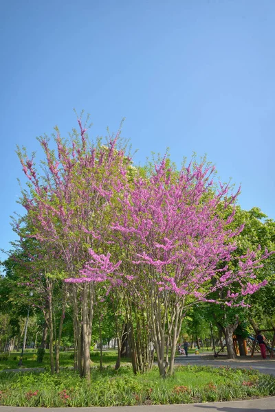 Cercis siliquastrumJudas tree — Stock Photo, Image