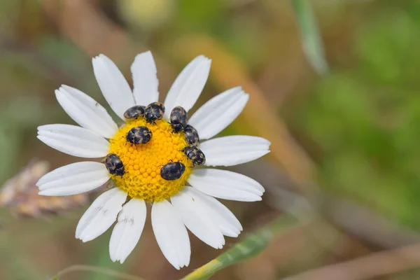 Fleur de camomille et petits insectes — Photo