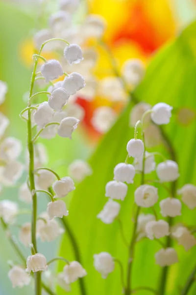 Lirio del valle (convallaria majalis) —  Fotos de Stock